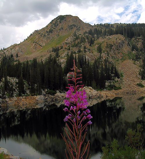 wildflower fireweed